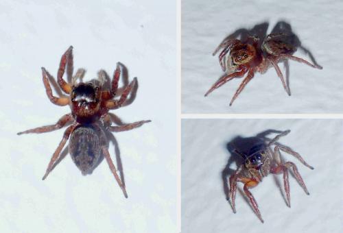 Hasarius adansoni
